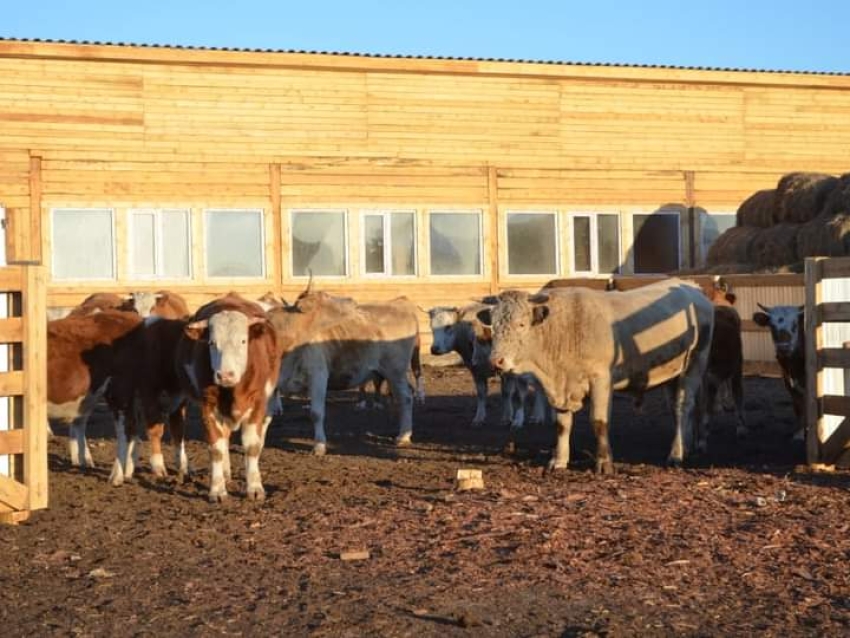 ​Восемь участников СВО в Забайкалье стали получателями гранта «Агростартап»